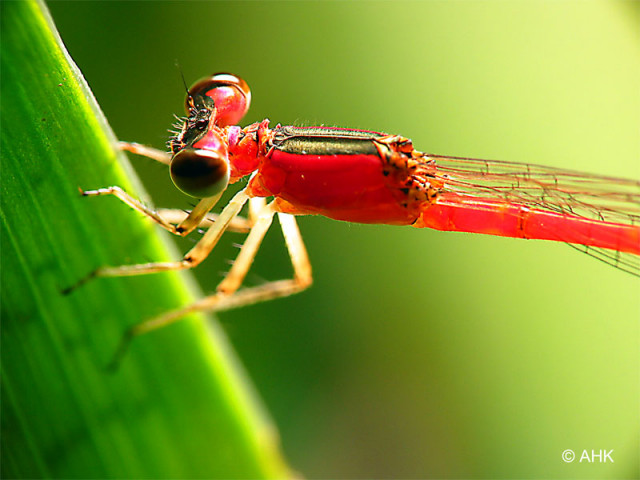 Si Merah