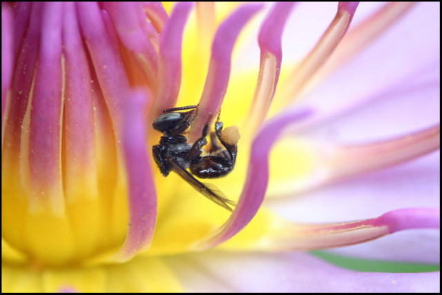 life on a water lily