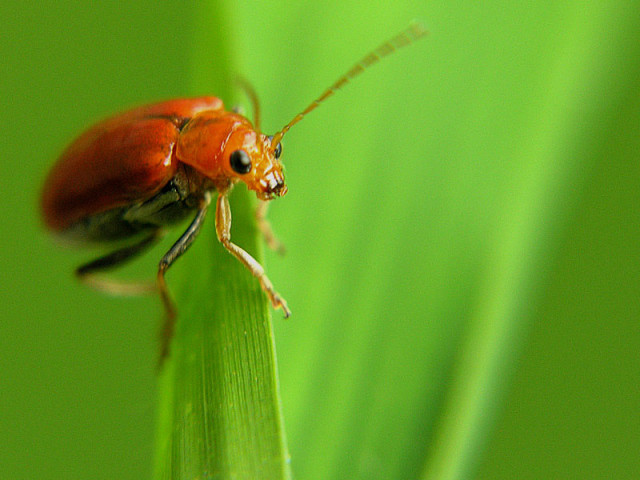 Orange Bug
