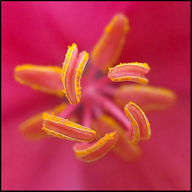 essence of beauty