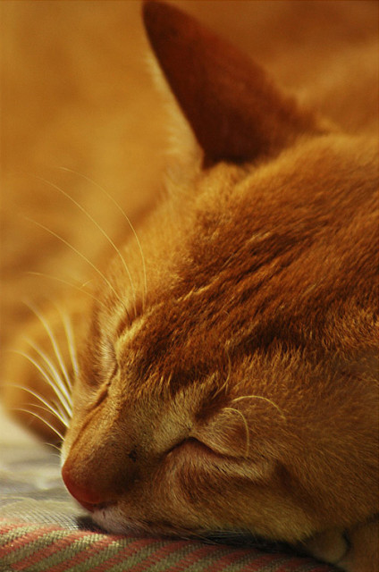 Sleeping Beauty