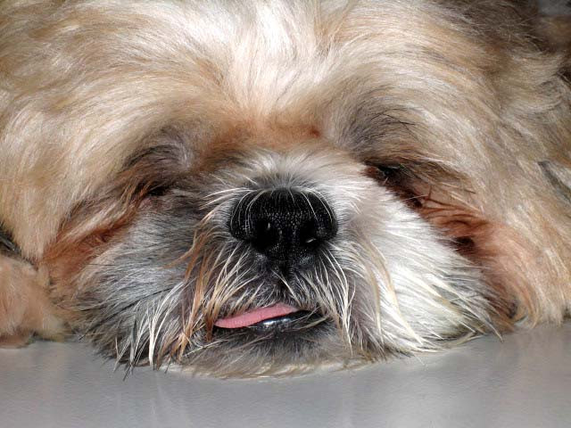 Amazing Pet