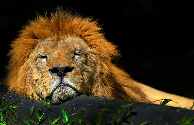 the sleeping Lion