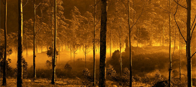 Misty Morning