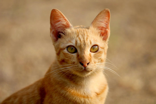 Hanya Kucing