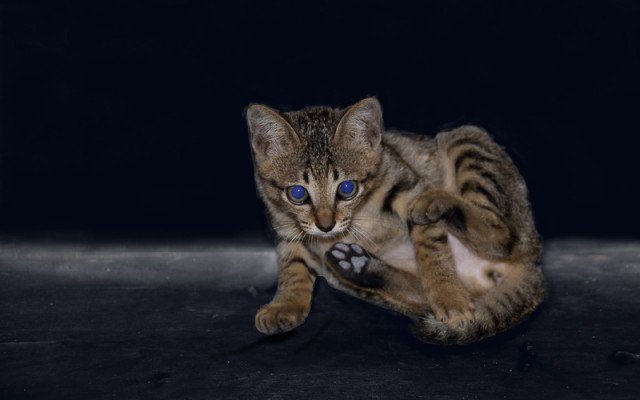 MEONG