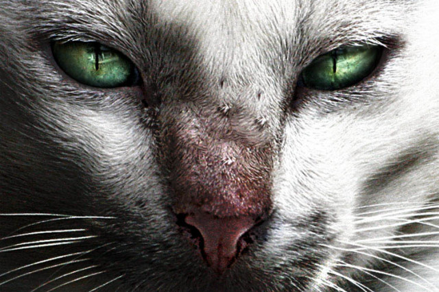 awas kucing galak !