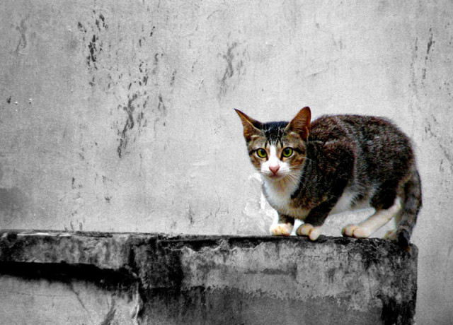 Teman Pupu