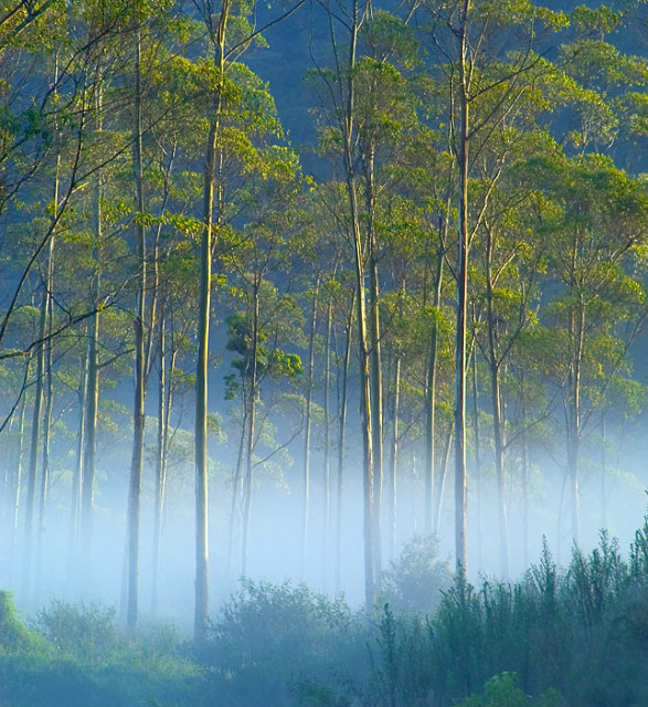 Misty Morning