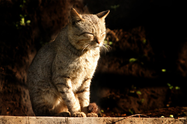 nikmatnya mentari pagi #2