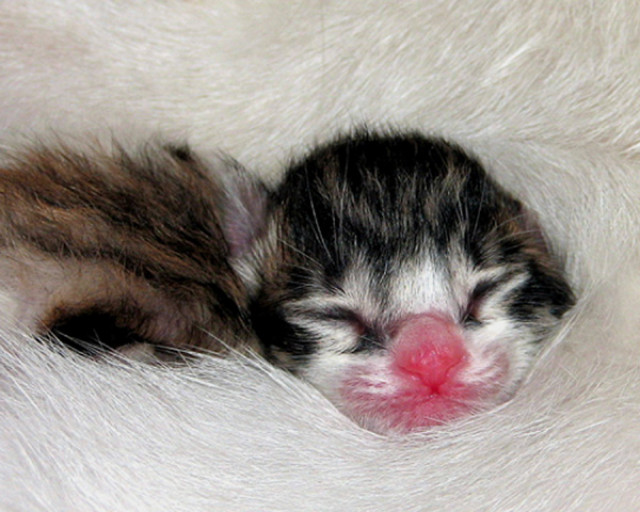 kitten