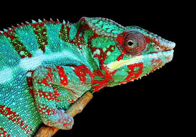 CHAMELEON