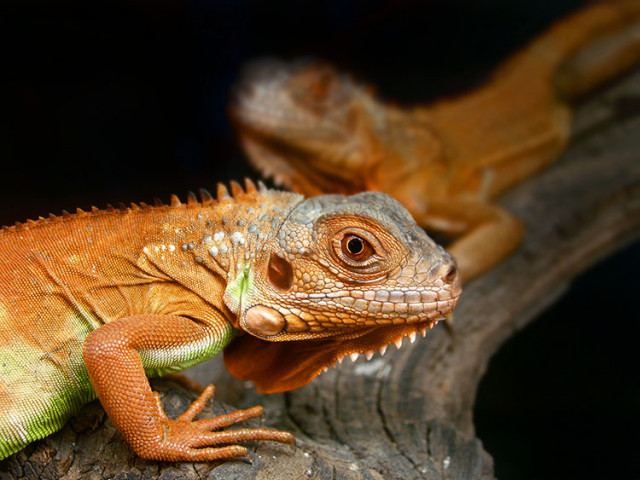 .: iguana :.