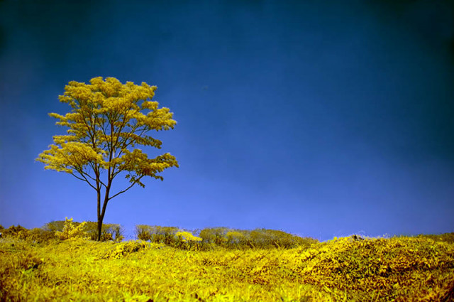 Alone Tree