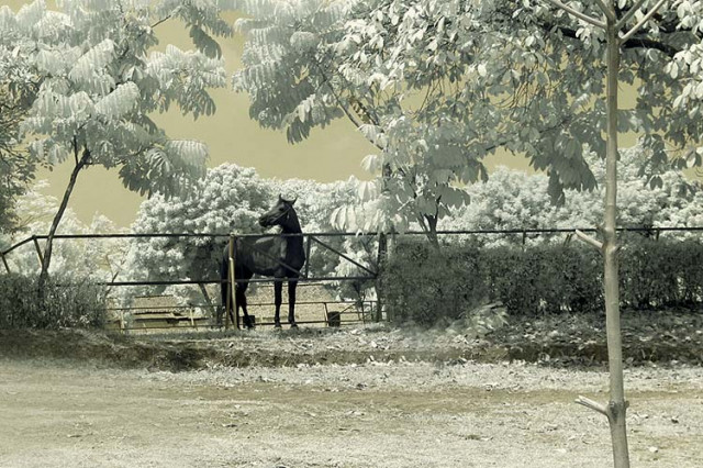 Once Upon A Time...( Stable Story )