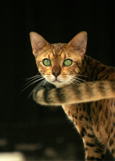 my dear cat