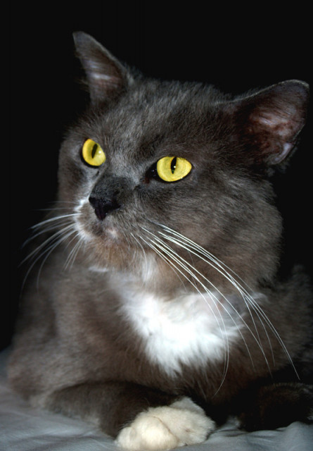 My Cat '_'