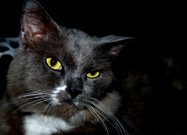 My Cat '_' 3