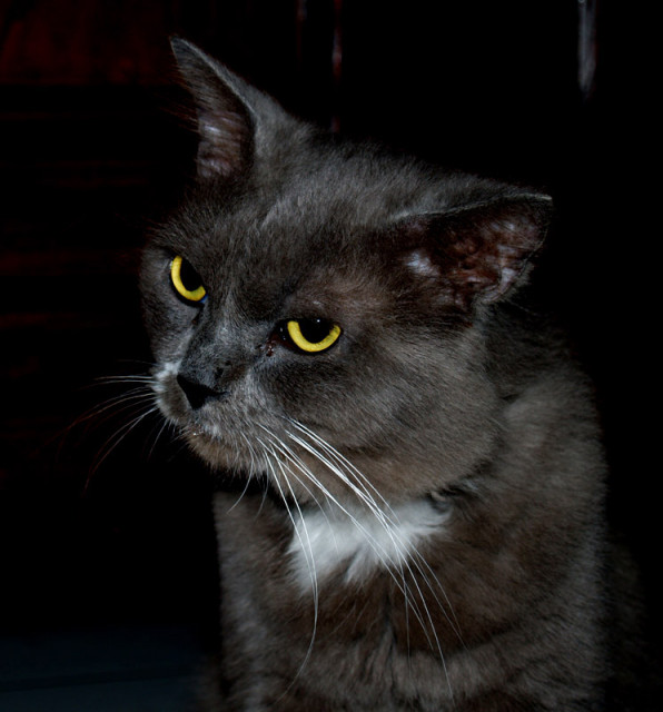 My Cat '_' 4