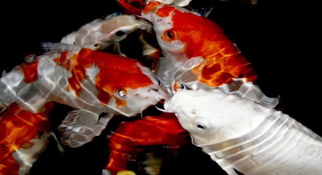 KOI