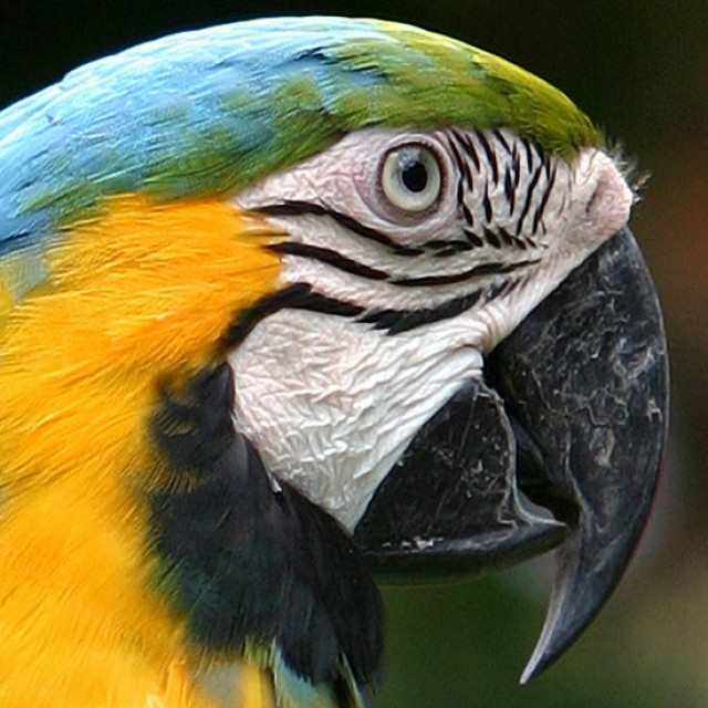 Kakatua