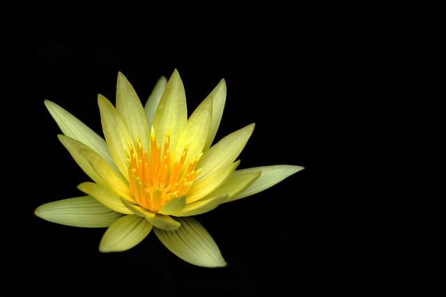 Blooming