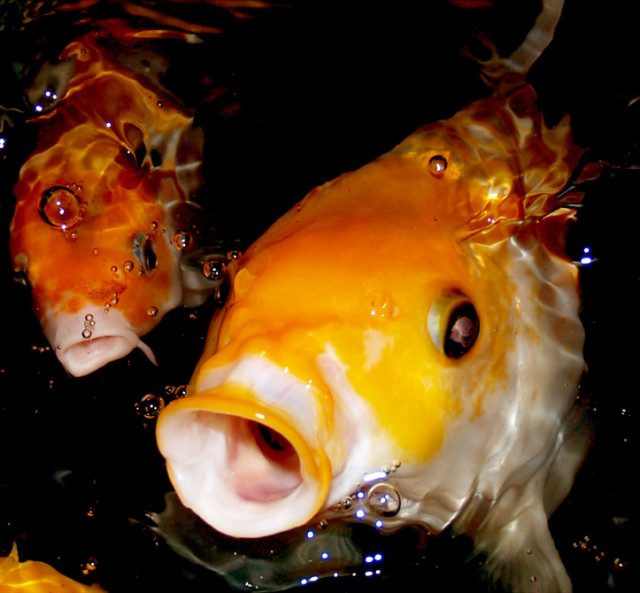 ...KOI...