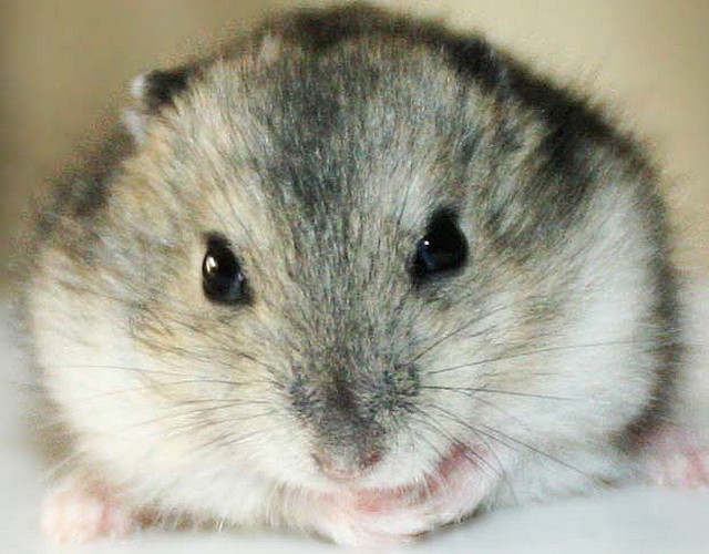 MY PET