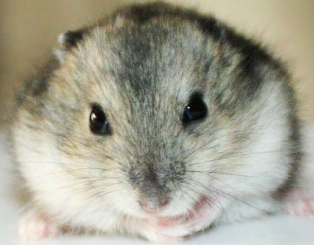 MY PET