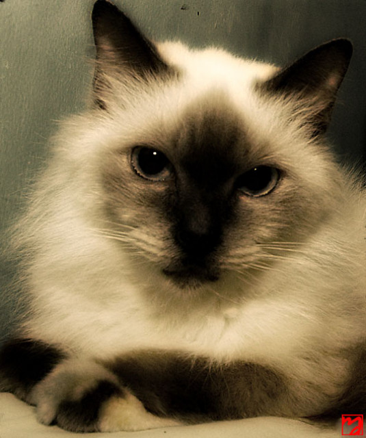 sophie