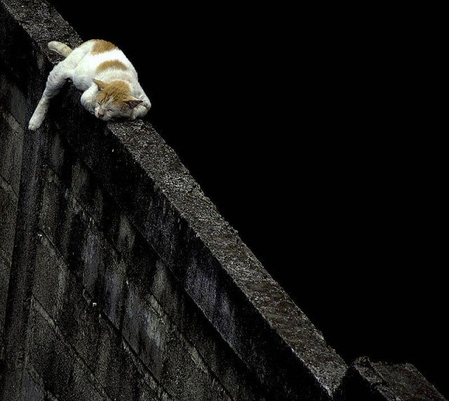 Sleepy Cat...