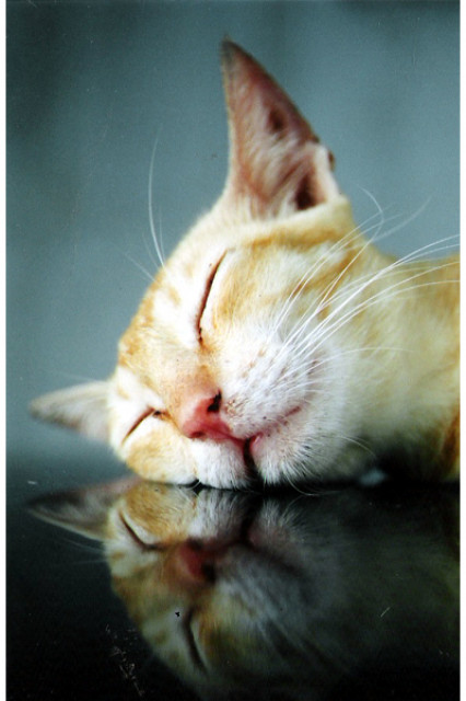 Sleep
