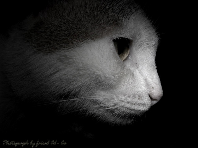 my cat