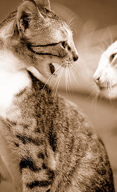 kucing lagi marah