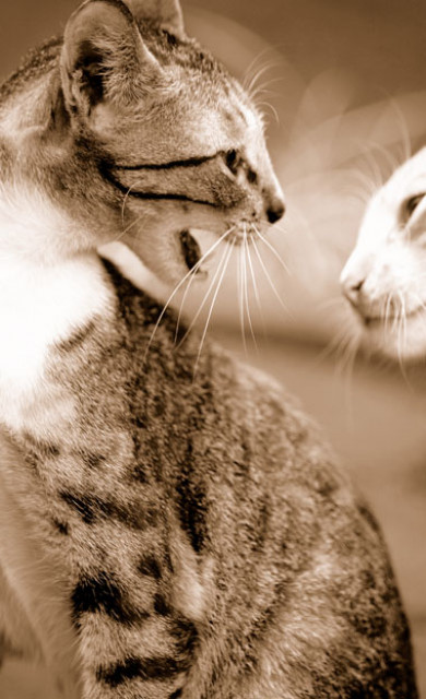 kucing lagi marah