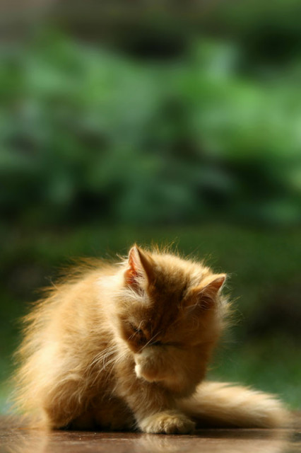 Shy Kittie
