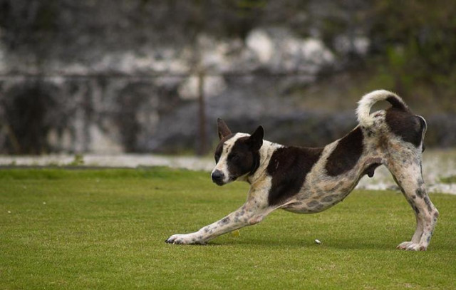 ++Stretching++