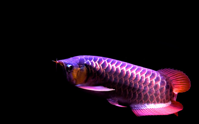 The Georgeous Sweety Pink