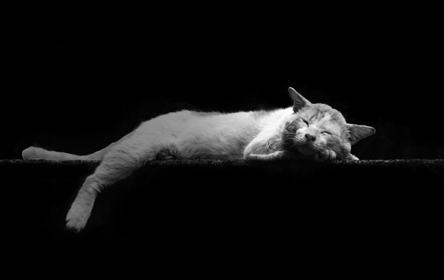 Sleepy Cat#2...