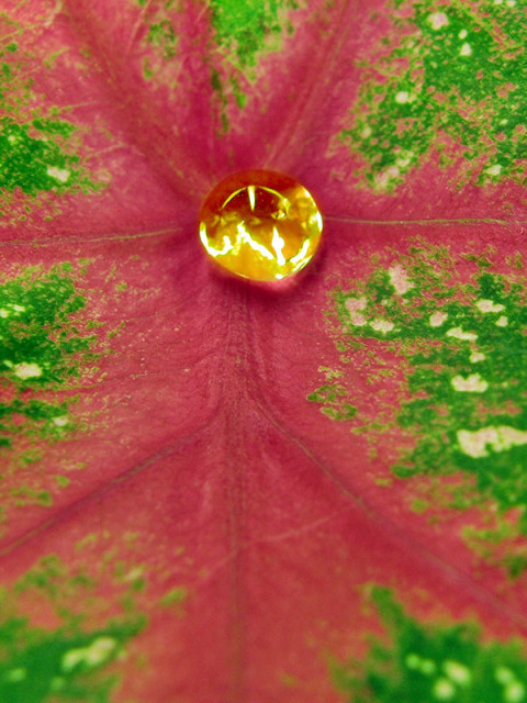 ::Golden Droplet::