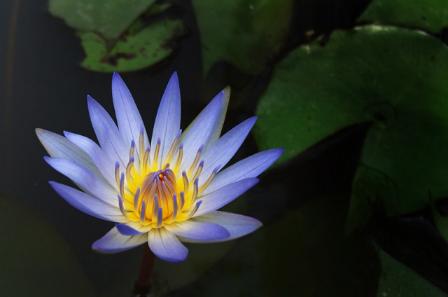 Smile of Water Lily :)