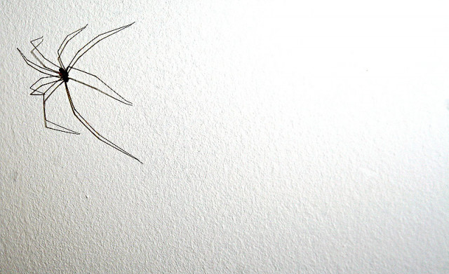 The Spider