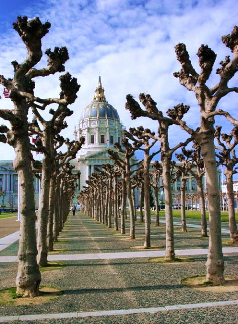 Winter Trees 2 City Hall