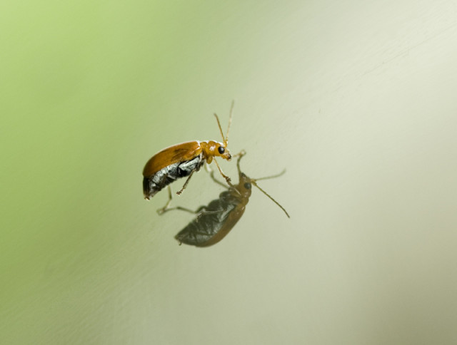 Kepik bercermin