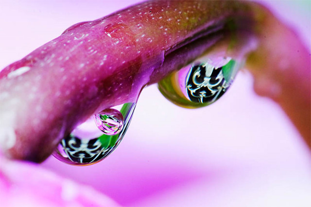 Dews on a branch