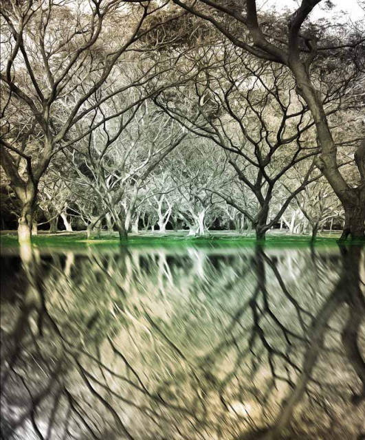 Reflection of Nature