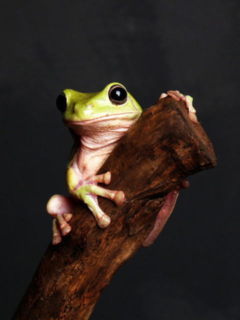 cu'ek