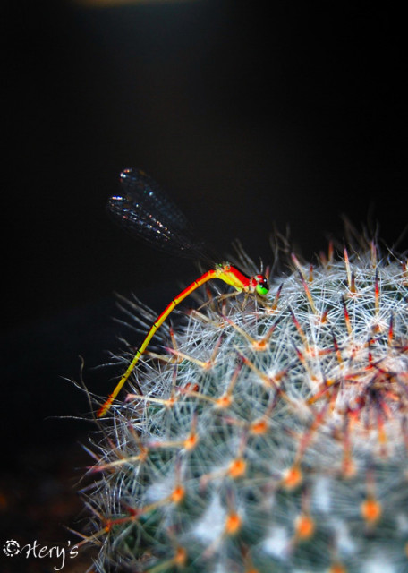 baby dragonfly
