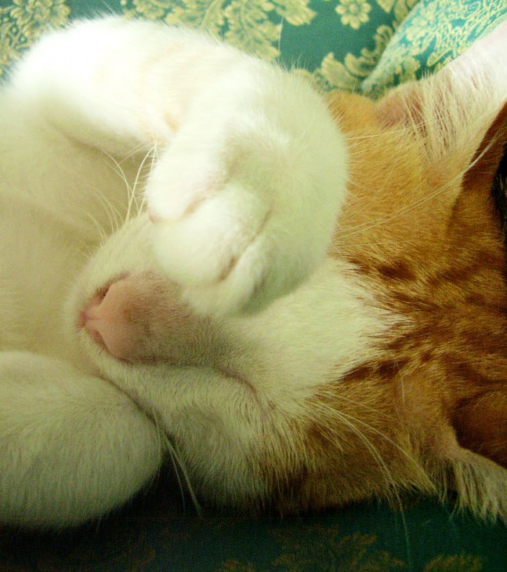 si kUCinG bO2'