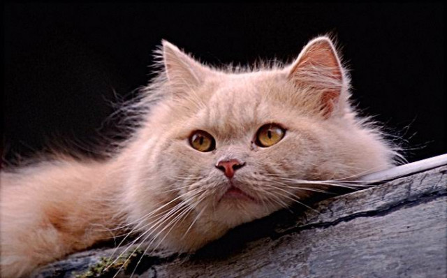 Just CAT